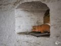 Schwein gehabt Schwein gehabt