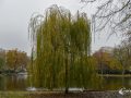 Echte Trauerweide Echte Trauerweide