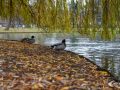 Enten Enten