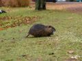 Nutria Nutria
