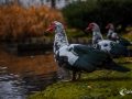 Enten Enten