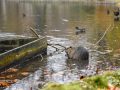 Nutria Nutria