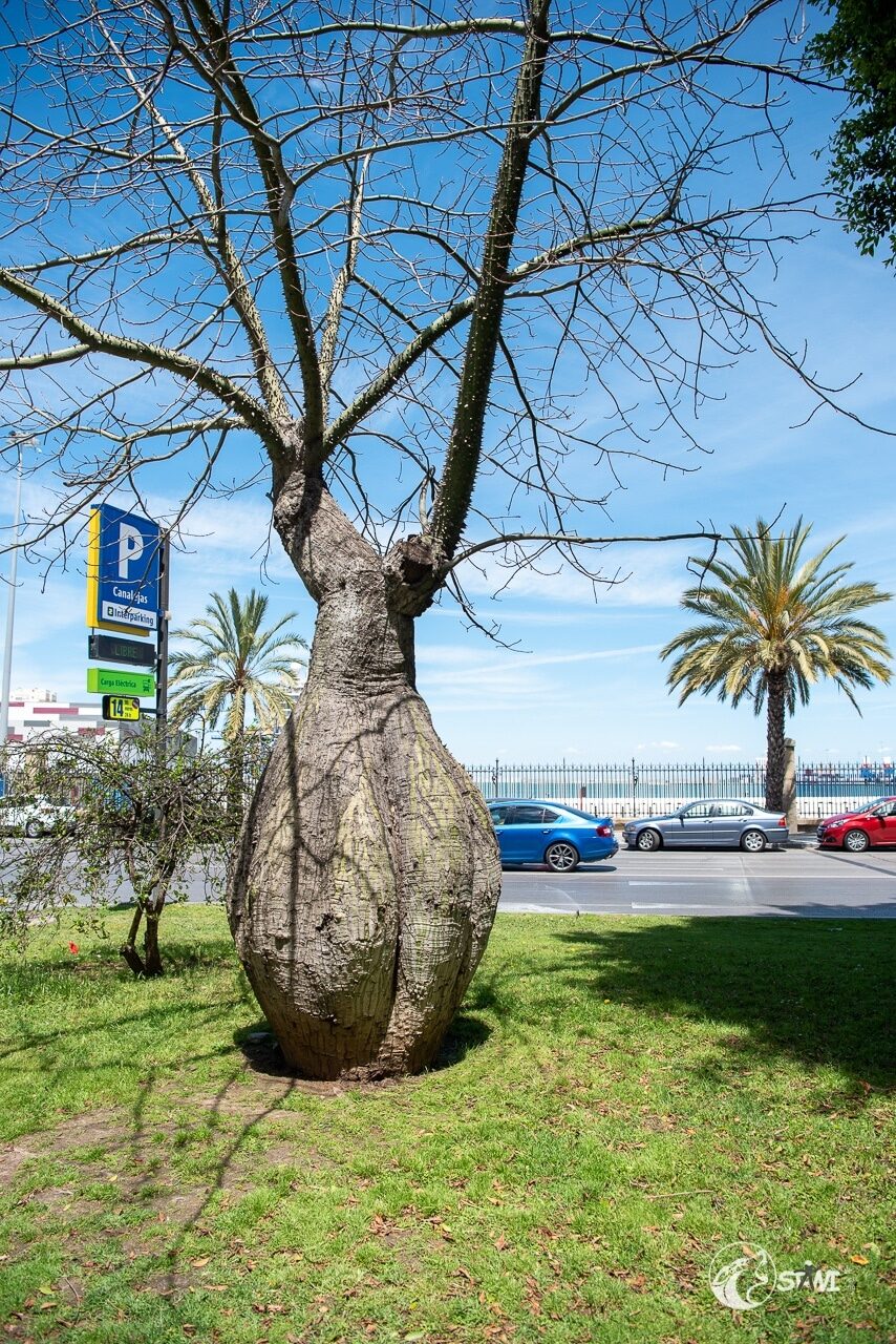 Baum