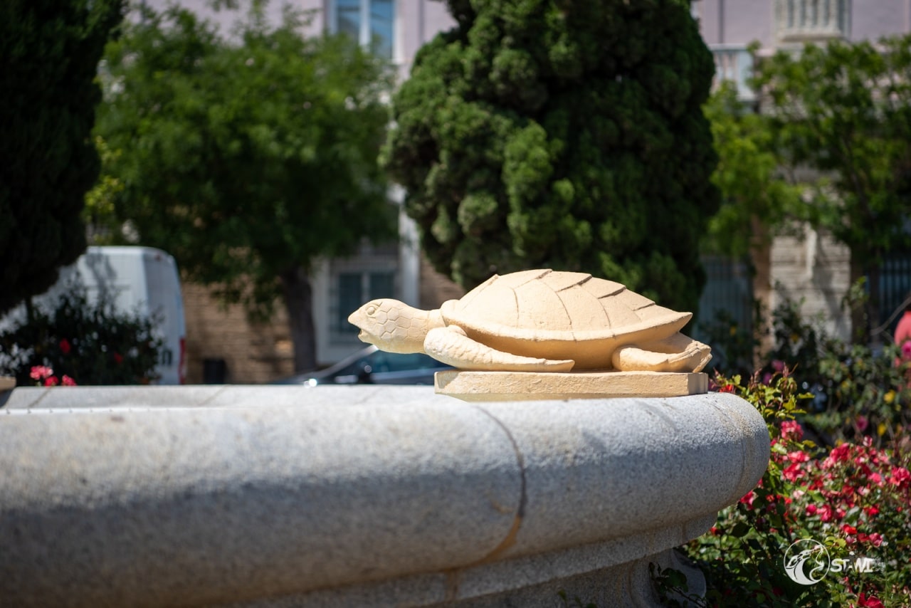 Schildkröte