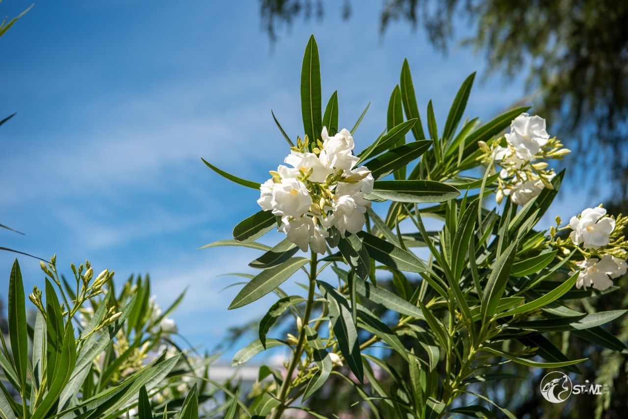 Blüten