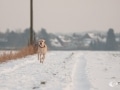 Schnitzel im Schnee Schnitzel im Schnee