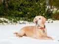 Im Schnee Im Schnee
