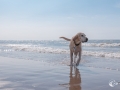 Beachwalk Beachwalk