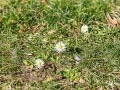 Gänseblümchen