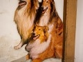 Lassie´s