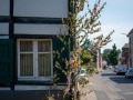 Maibaum Maibaum