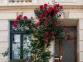 Blümchen vor dem Haus Blümchen vor dem Haus