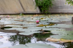 DSC_2230 DSC_2230