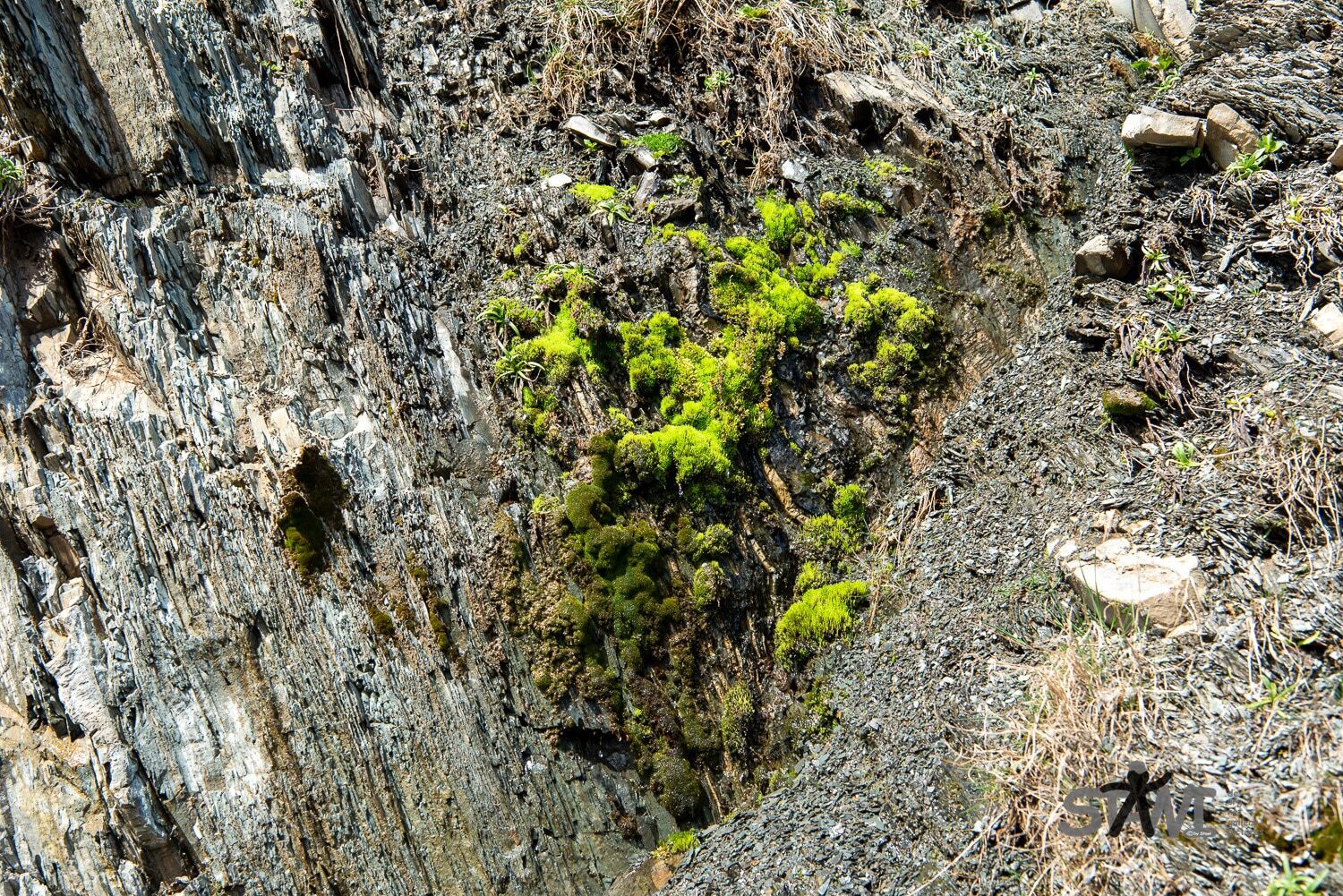 DSC_1181